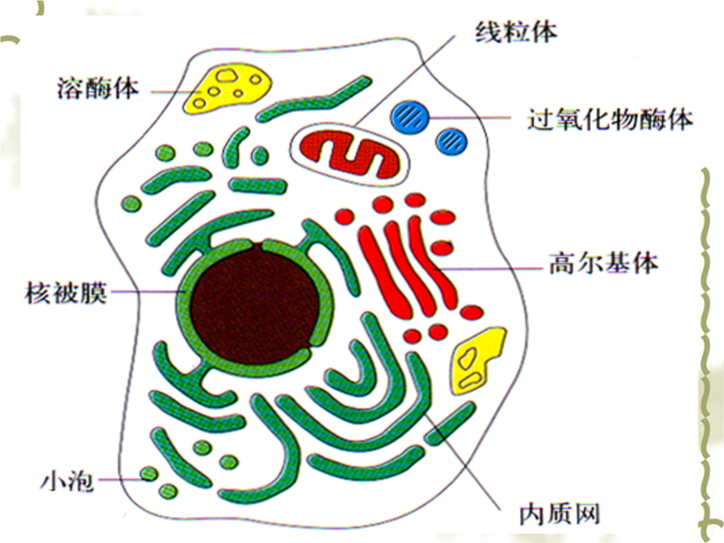 新型冠状病毒271 粒细胞 颗粒白细胞 类型 巨噬细胞 防御素 知乎