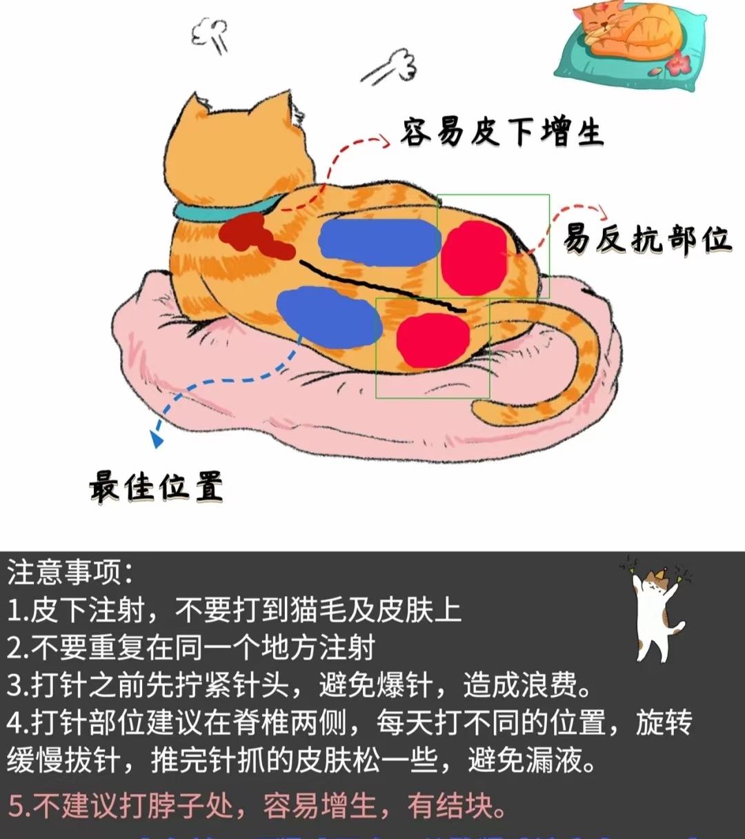 猫传腹打441打什么位置? - 知乎