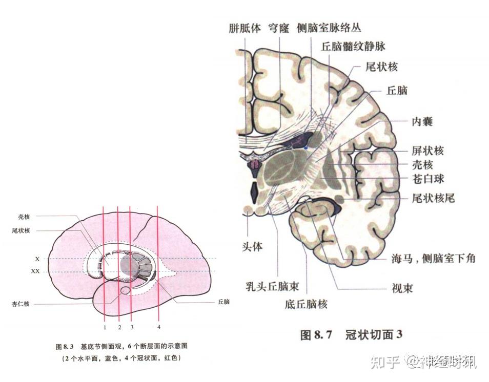 基底節內囊丘腦解剖圖來了神經科醫生得人手一份