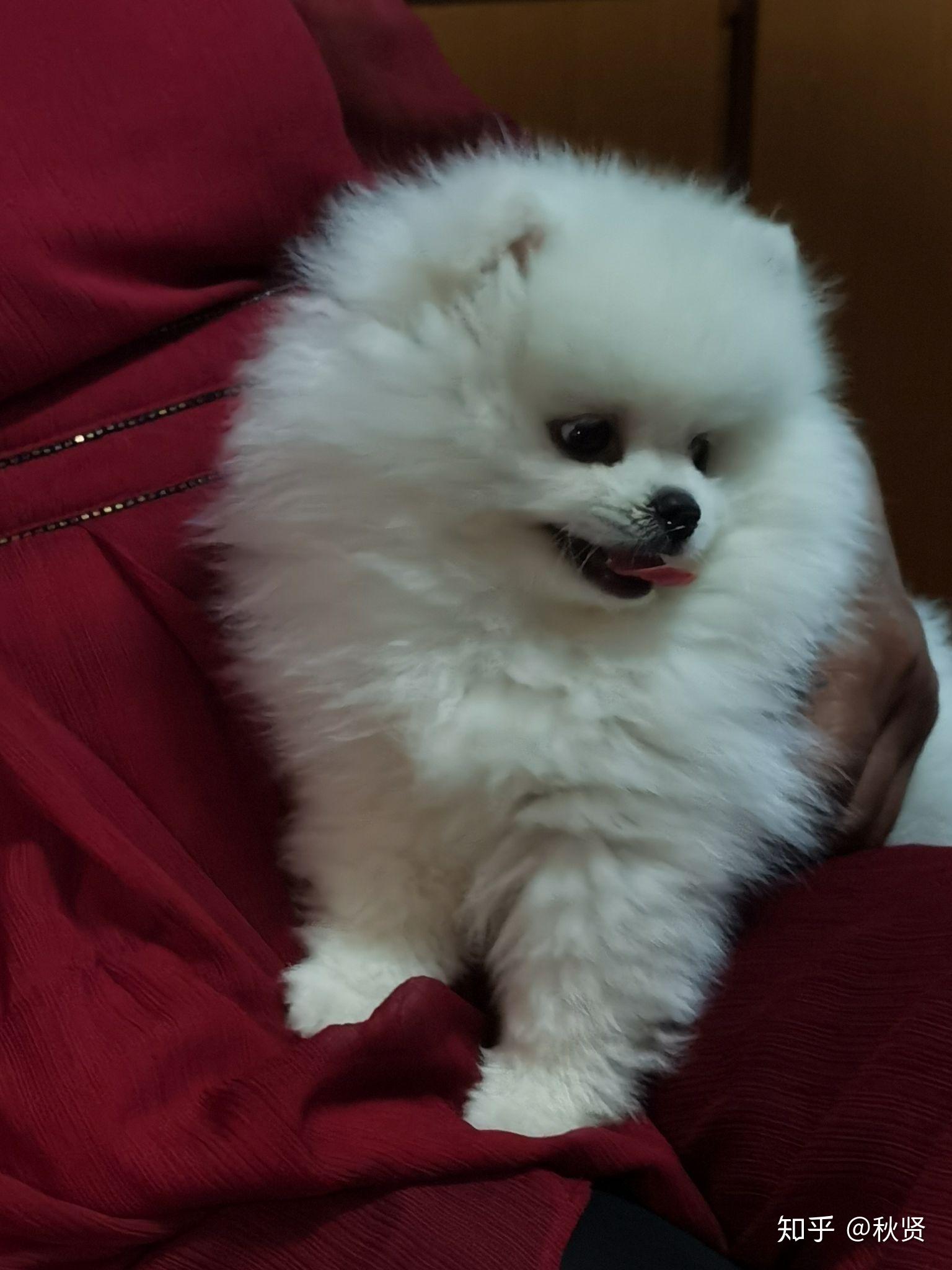 4个月博美长这样吗