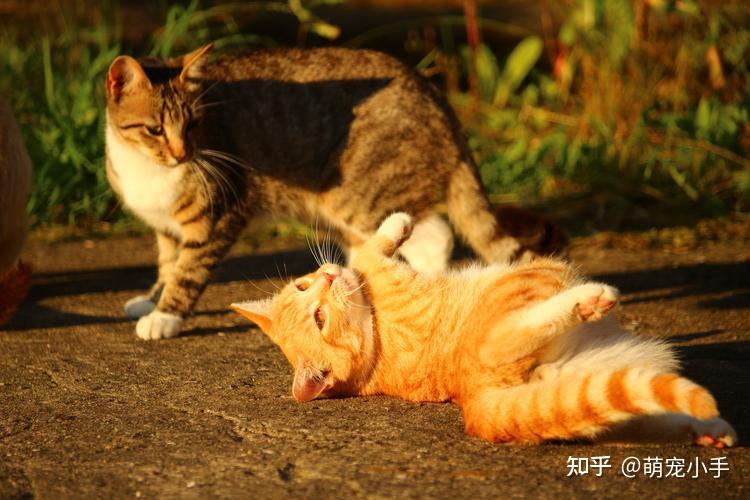 猫咪交配时为啥会发出惨叫声?其实有这几个原因 - 知乎