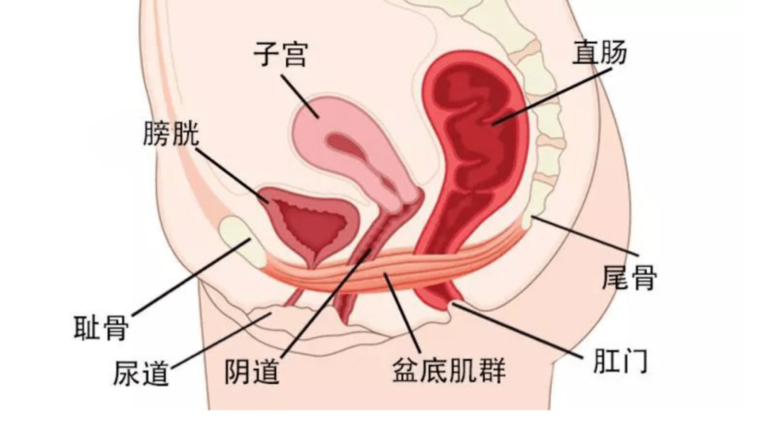 膀胱脱垂图片真实图片图片