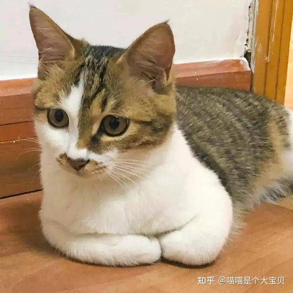 猫咪喜欢“揣手手”，不是在卖萌，而是想表达这些 - 知乎