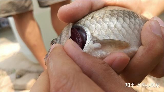 鯽魚鰓出血病越來越嚴峻成為水產業的不治之症怎麼辦