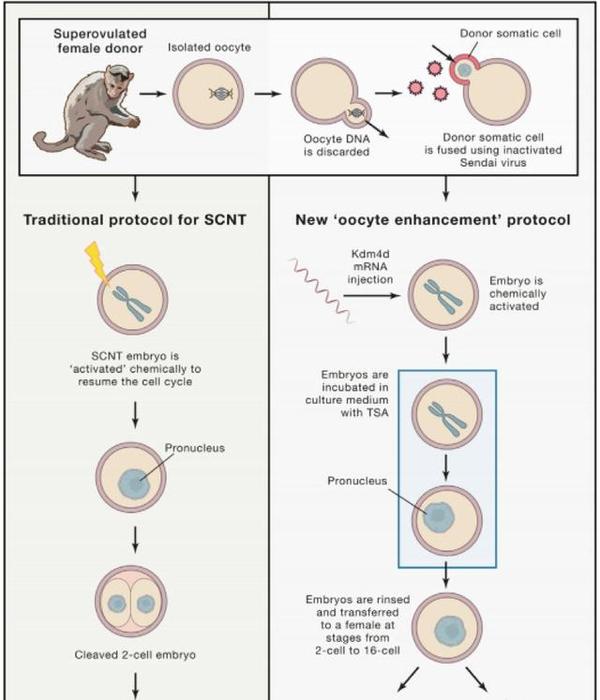 新的里程碑诺奖得主评中国克隆猴研究