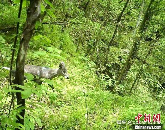 高望界國家級自然保護區拍攝到多種珍稀野生動物影像