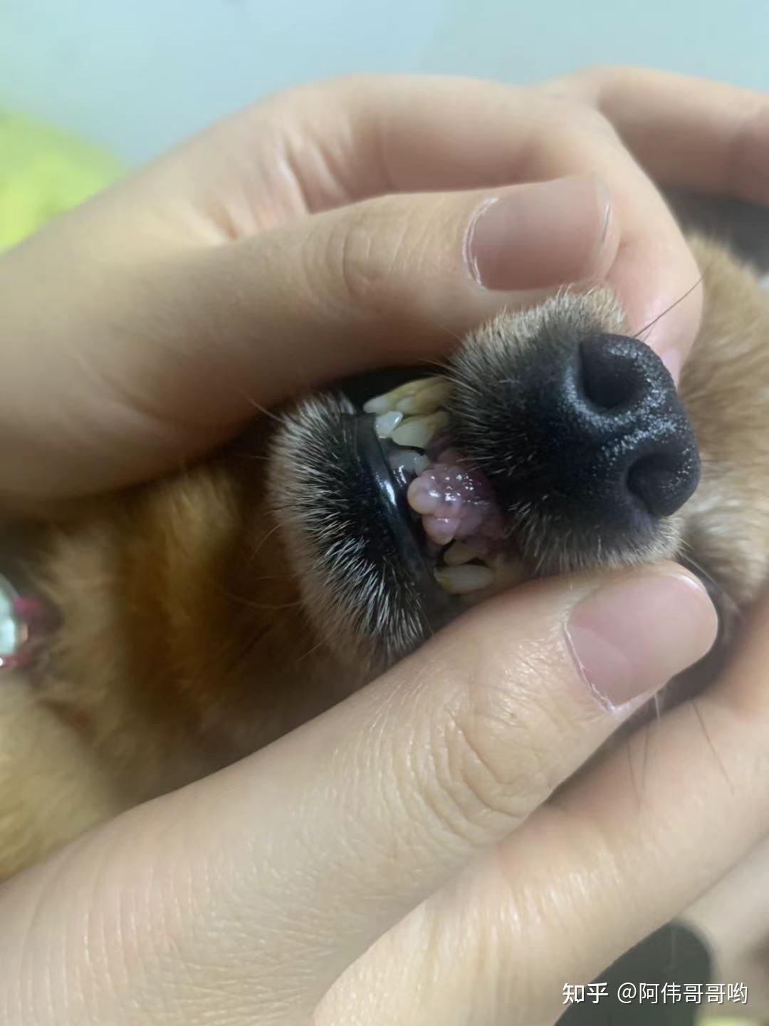 狗狗牙龈增生图片