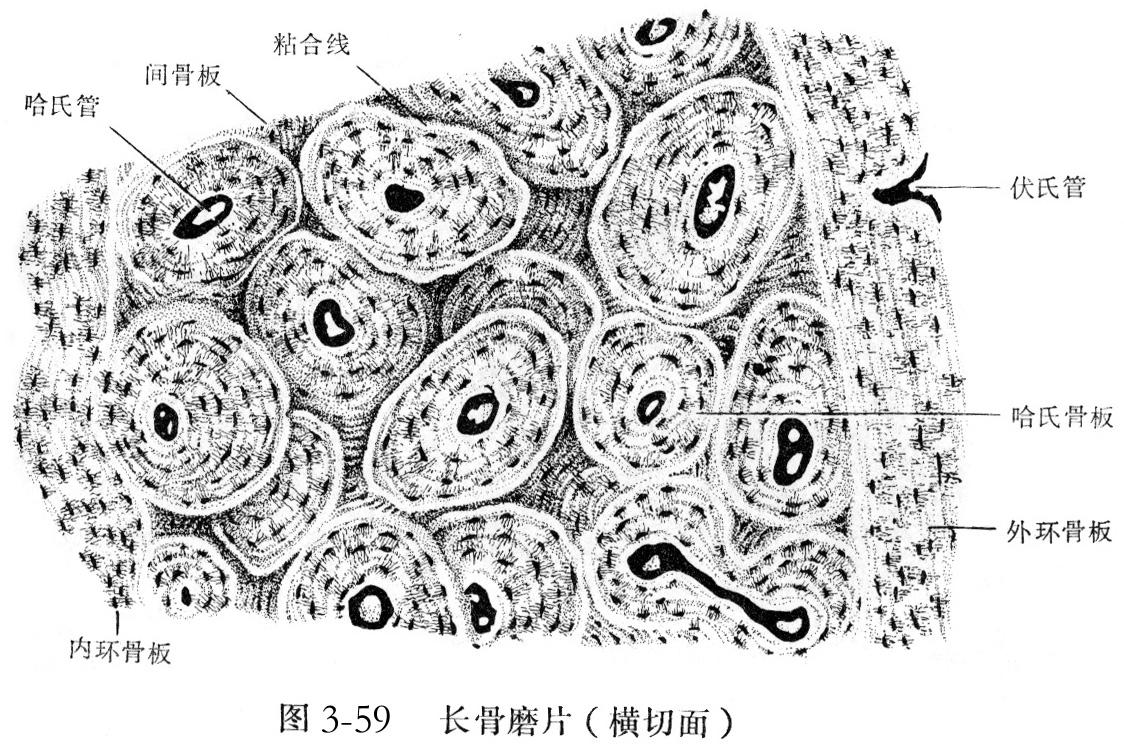 骨皮质解剖图图片