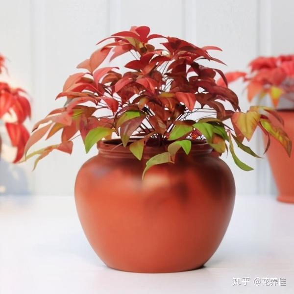 火焰南天竹的养护 火焰南天竹冬天怎么养 火焰南天竹的寓意