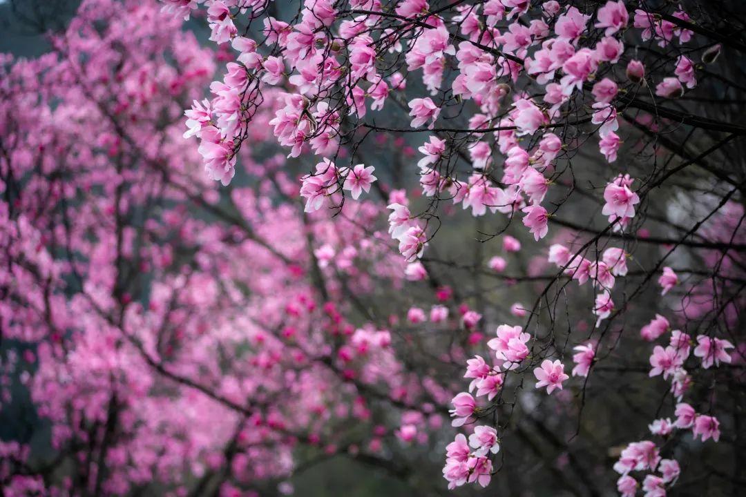 九皇山花溪景售票处>乘坐观光车(赏花入园处>南门>景区内赏花>西门