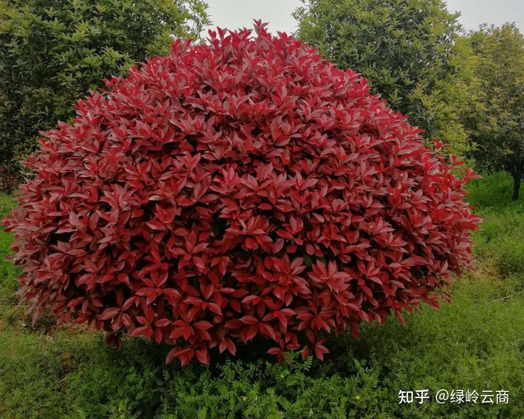 园林植物推荐之红叶石楠