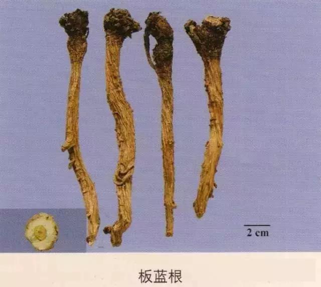 203种常用中药的鉴别及彩图汇总！ - 知乎