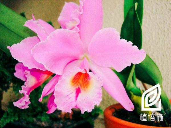 植培施 卡特兰cattleya Labiata 热带附生兰栽培手册 知乎