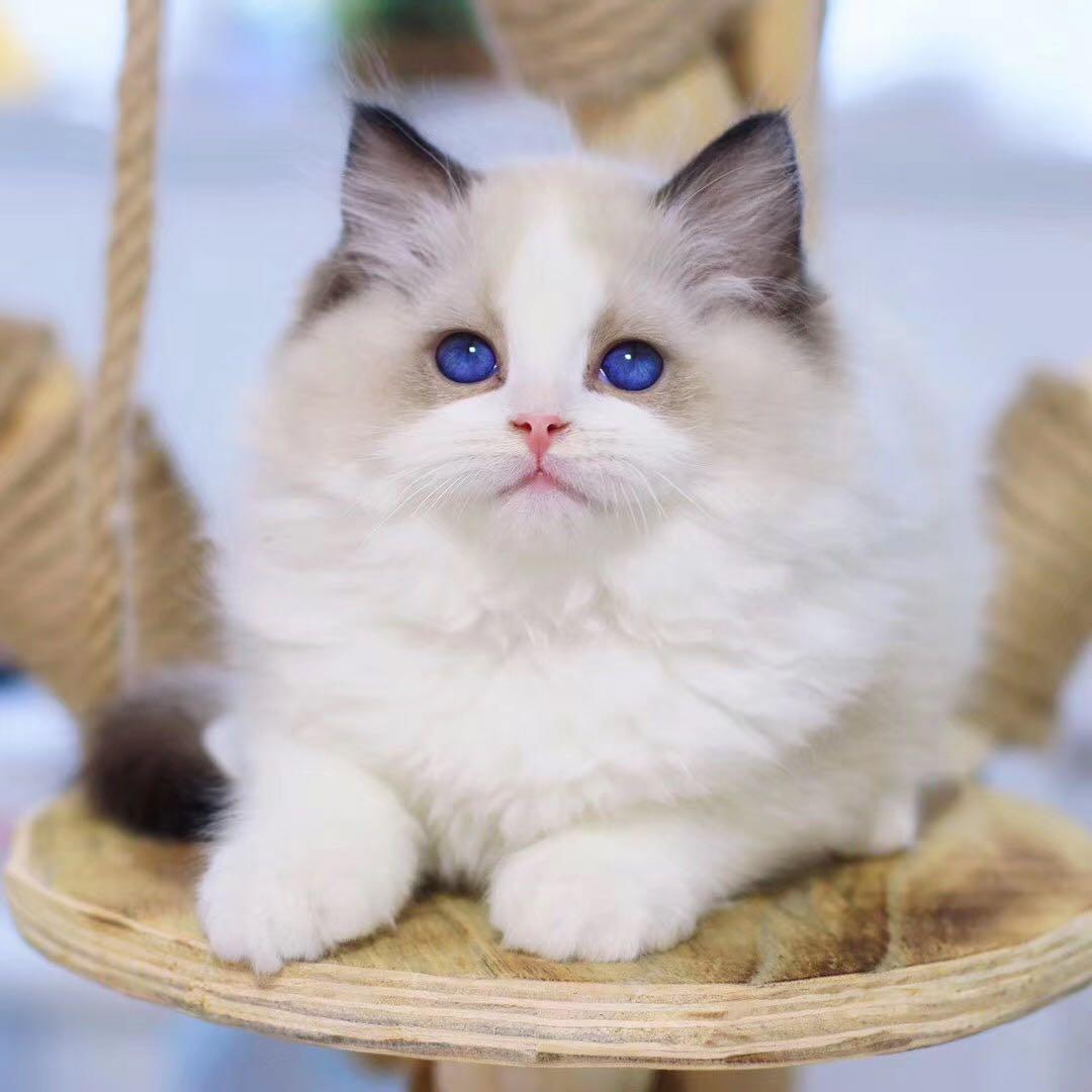 在上海买布偶猫哪里能买到要学会奖励你的布偶猫