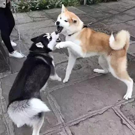 哈士奇与秋田打架表情辣眼睛二哈打架全靠表情包不服不行