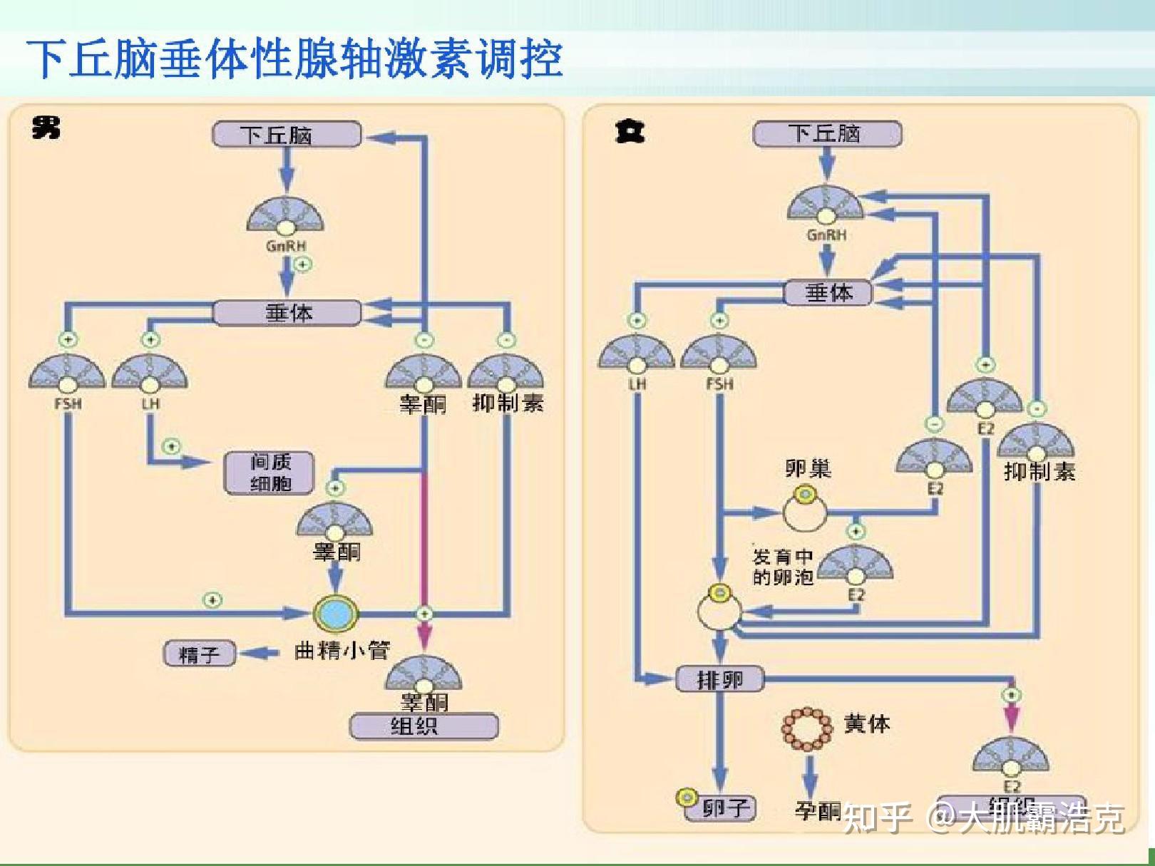 他们的副作用中,最先受到影响的就是性腺轴,下丘脑—垂体—睾丸/卵巢