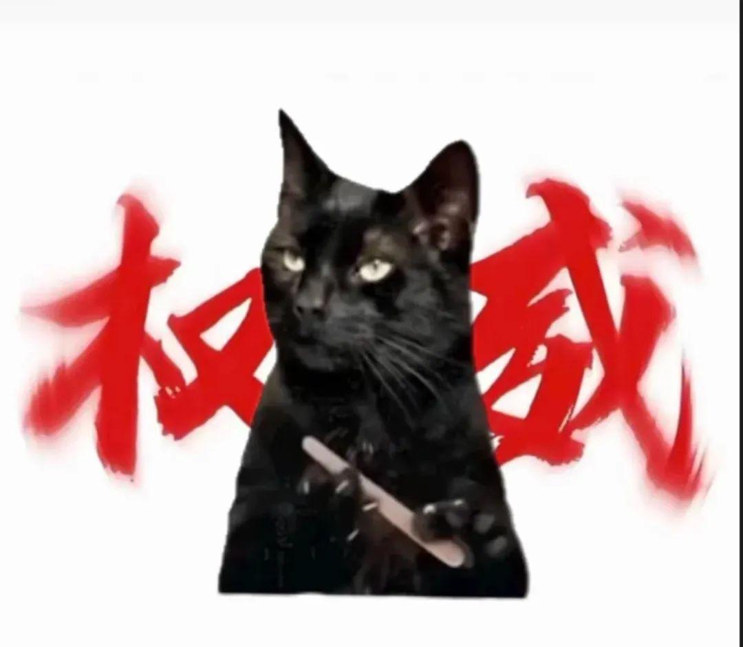 猫meme权威表情包大全 - 知乎