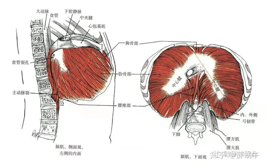 腹肌与膈肌解剖图图片