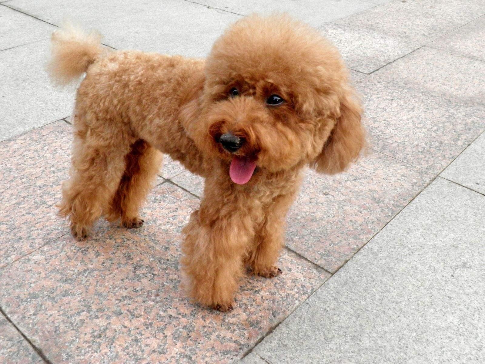 泰迪犬定点大小便的训练两分钟学会