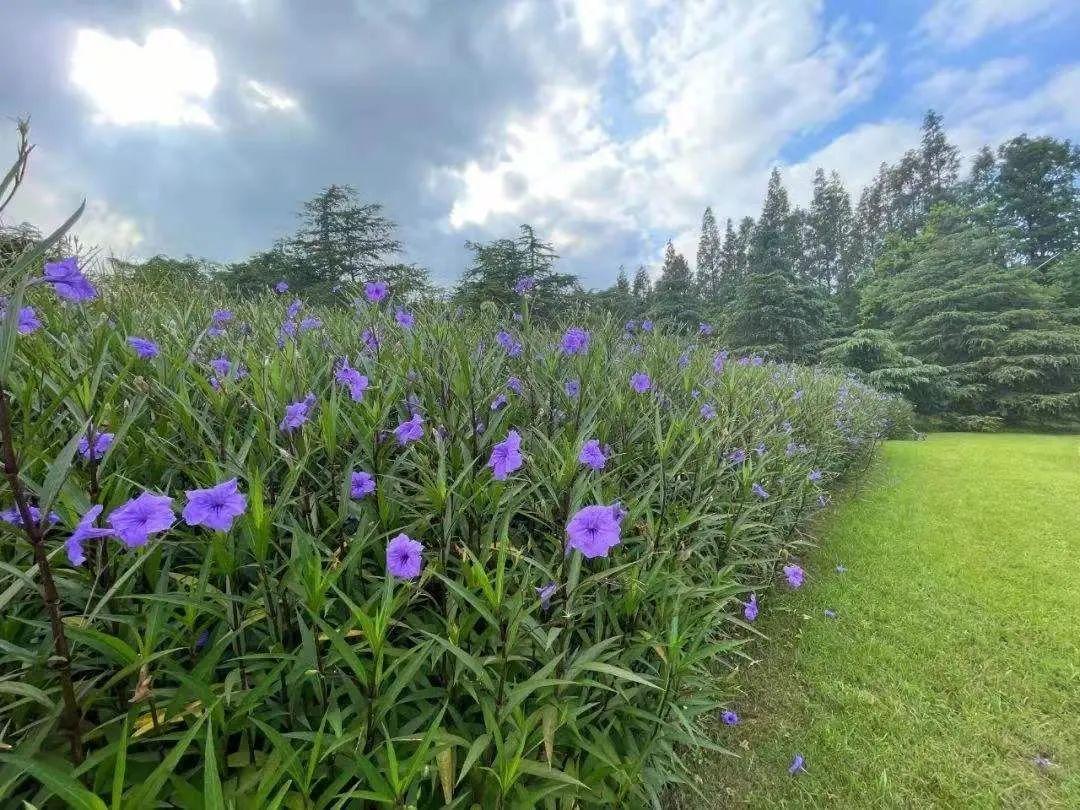 翠芦莉你看到的每一朵花和每天的日子一样都是新的no066