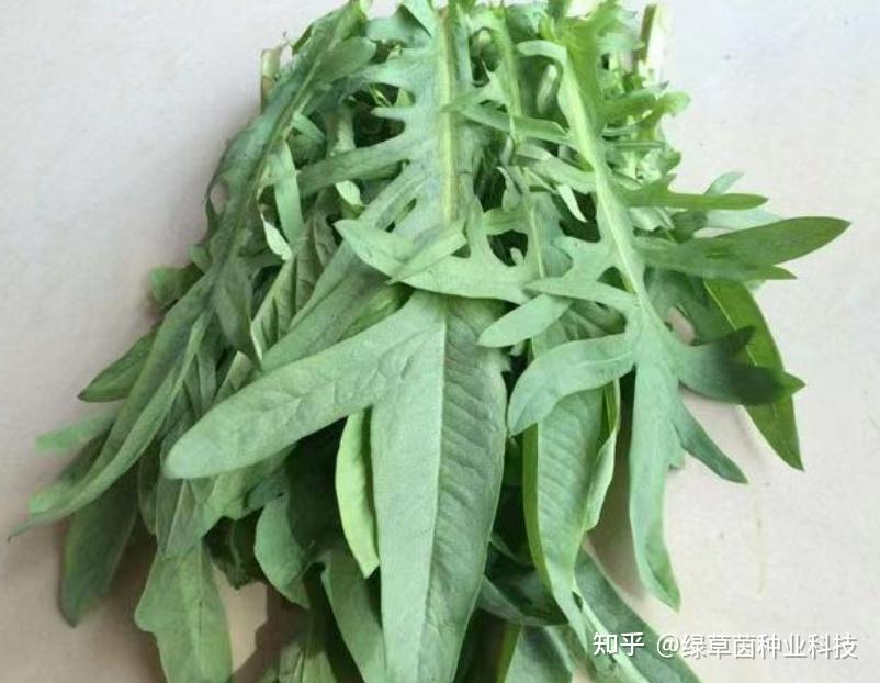 苦荬菜养猪育肥快养家禽产蛋多,耐高温40度,适口性好蛋白含量高