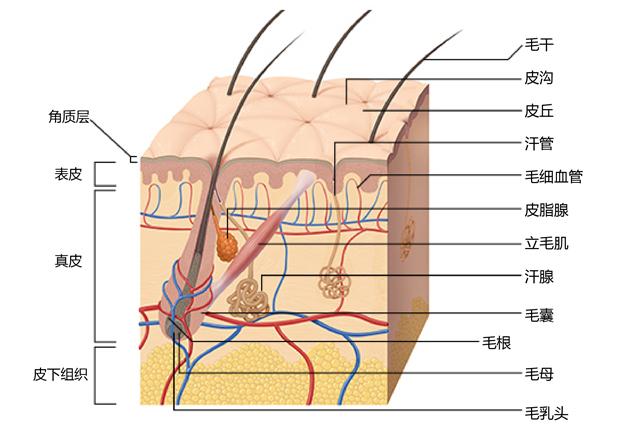 v2-0645e025180d17c627116bb395f17519_1440w.jpg?source=172ae18b