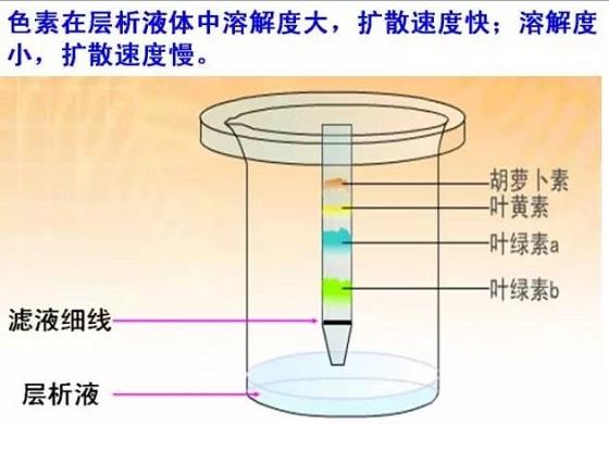 提取方法:用丙酮,乙醇等能提取色素;2,色素分离的原理:层析液是一种脂