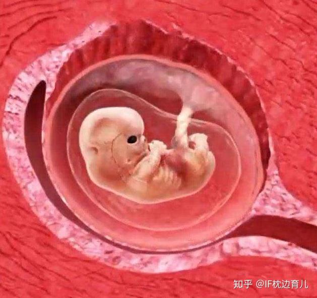 胎儿8个周在腹中图片图片