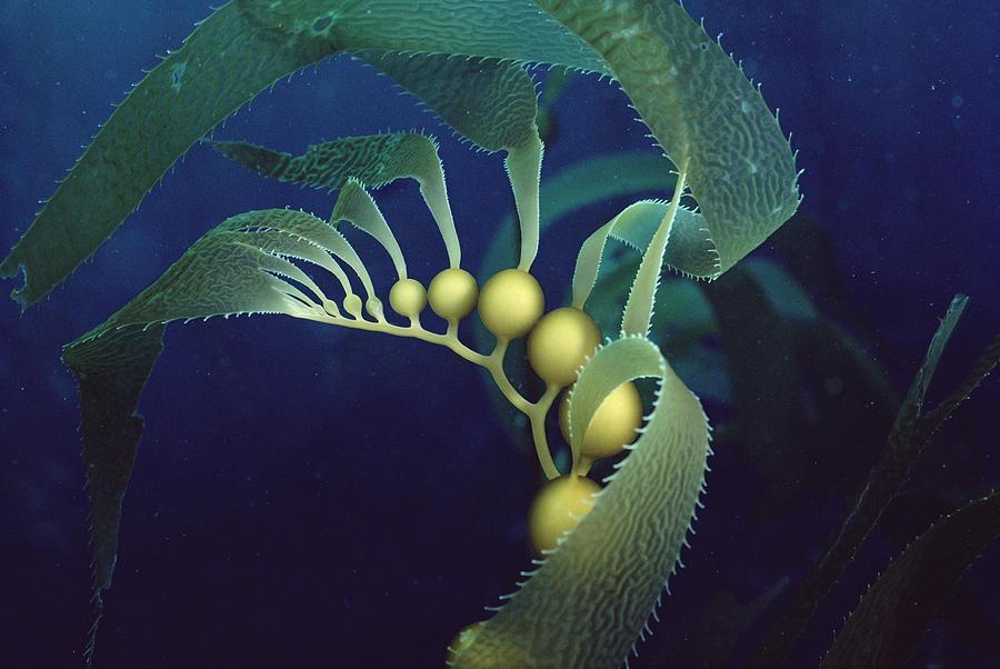 【特辑】巨藻Macrocystis——世界上最大的藻类——到底有几个物种? - 知乎