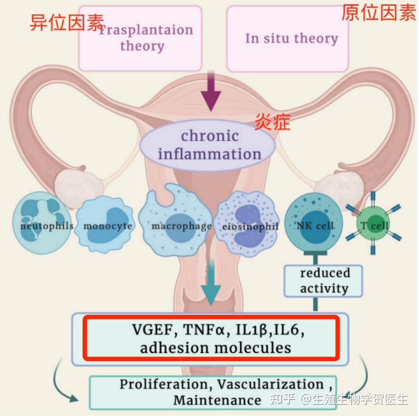 子宫内膜异位症卵泡不破该咋办