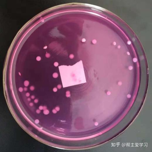 用灭菌吸管吸取 1:10 稀释的检液 2ml,分别注入到两个灭菌平皿内,每皿