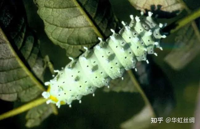 野蚕的种类，你知道哪几个？ - 知乎