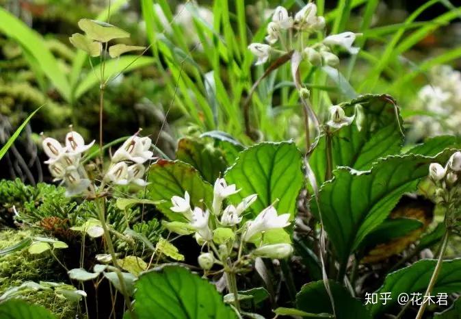 秦岭珍稀植物图片