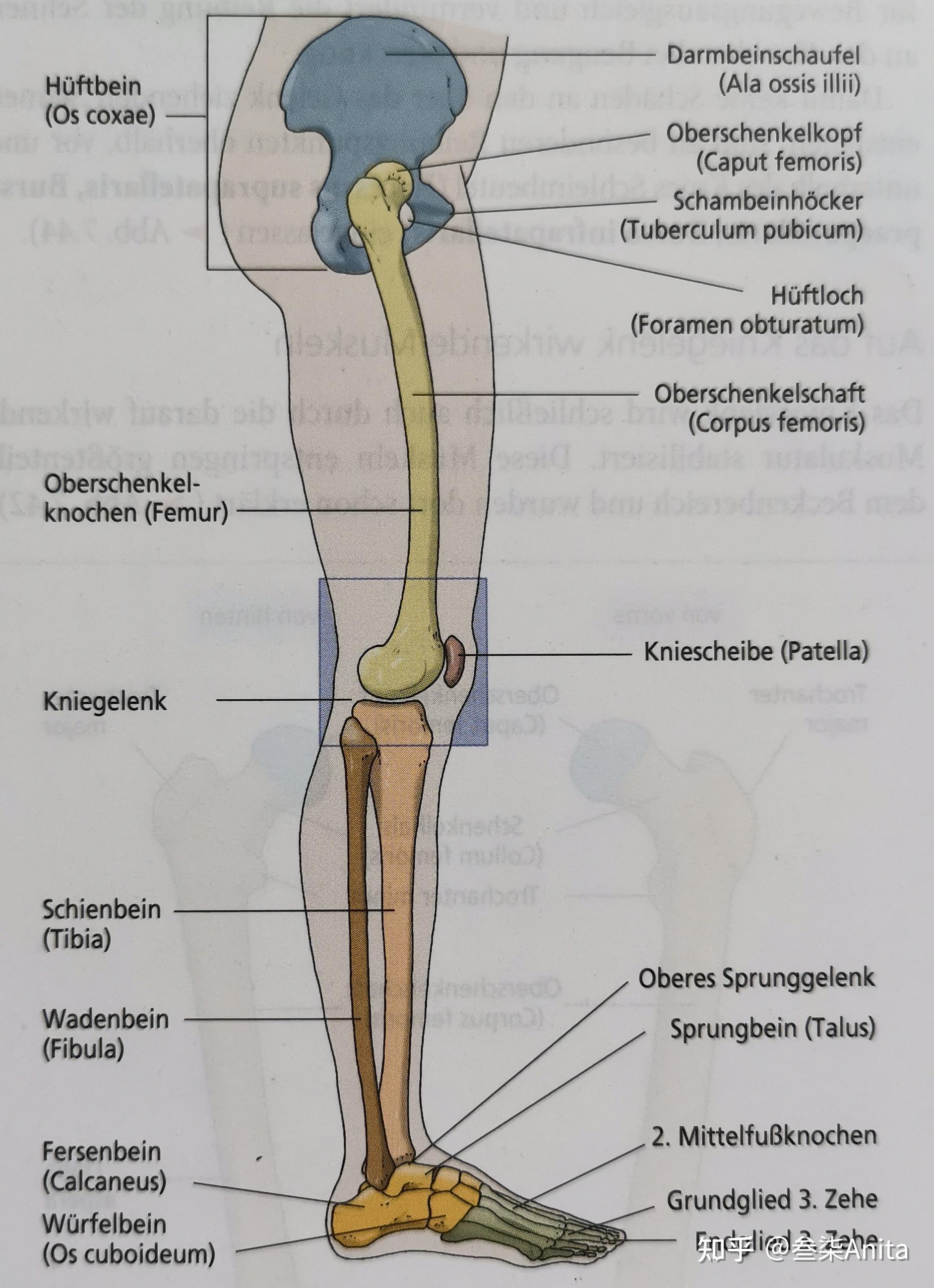 右股骨(前面观与后面观)胫骨腓骨(前面观)里胫外腓运动系统重点疾病