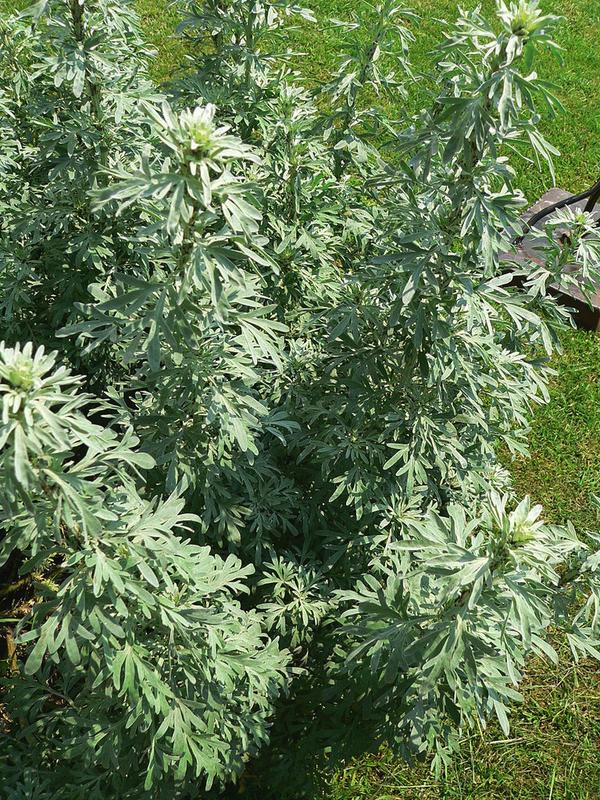 中亚苦蒿 artemisia absinthium