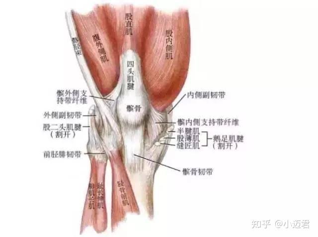 正確的話髕骨帶應該佩戴在什麼位置? - 知乎