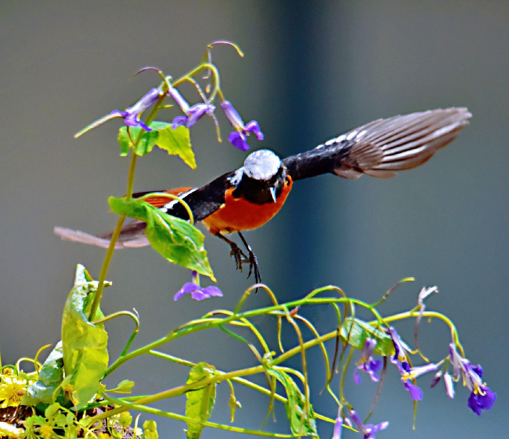 红腹红尾鸲雄鸟
