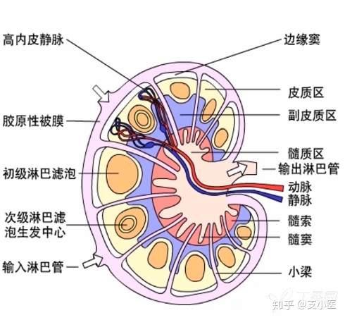 淋巴结的结构淋巴结分为皮质区和髓质区,皮质区又分为浅皮质区和深