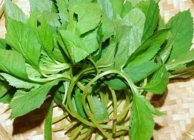 猫爪草长得什么样儿 v2-06a445fa714bde7b20c42bffe1108f15_r.jpg