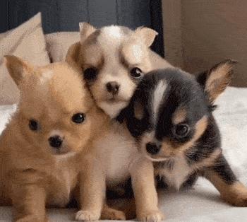 如果这几种狗被遗弃 那它们离 死期 不远了 知乎