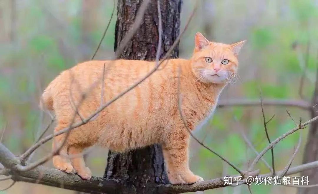 猫怎样才算麒麟尾图片图片