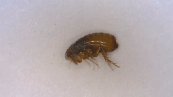 我们来看看常见的猫栉头蚤