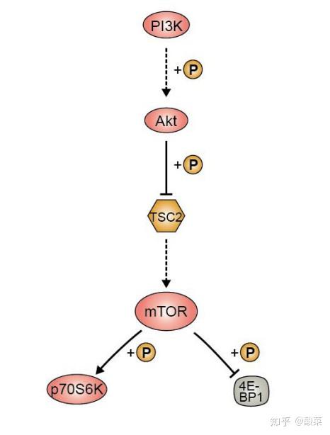 经典信号通路总结——PI3K/AKT/mTOR信号通路 - 知乎