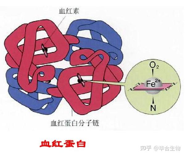 血红蛋白分子结构特点与测定方法 - 知乎