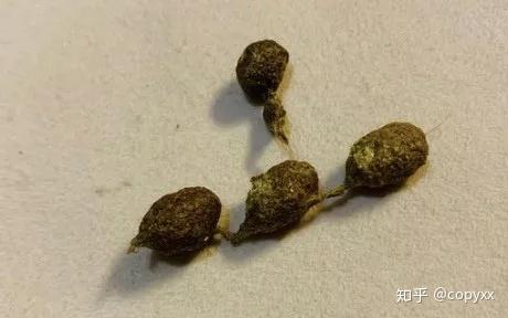 兔奴必看丨每日观兔屎操作指南