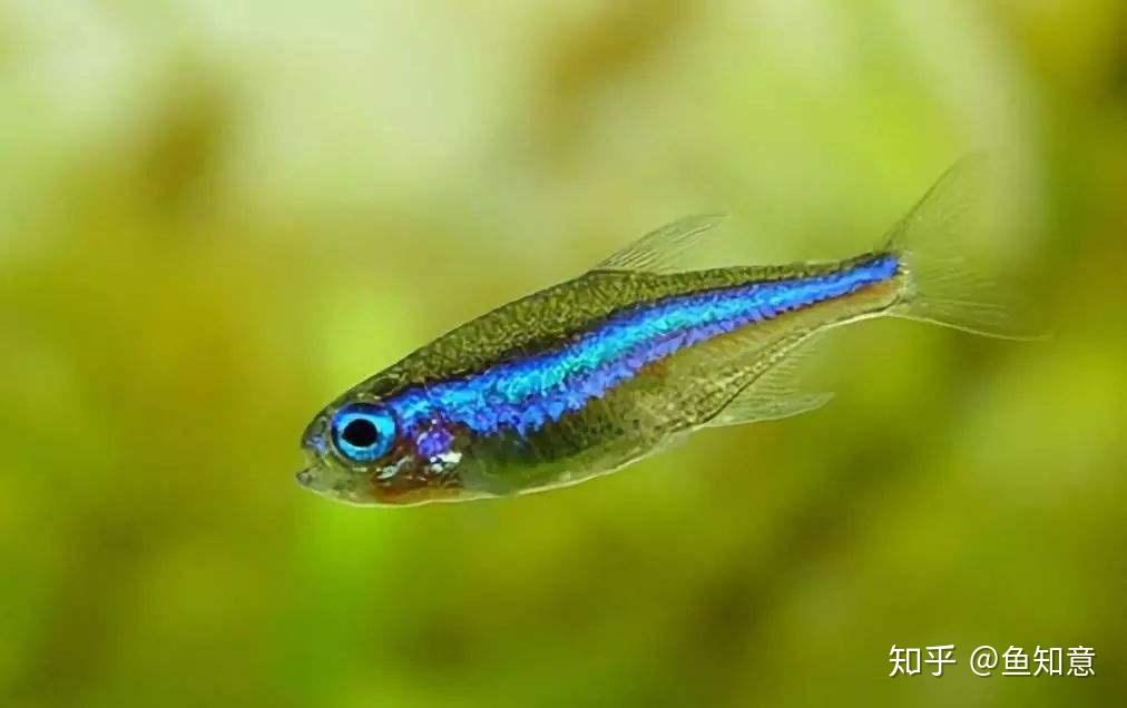 小型观赏鱼绿莲灯