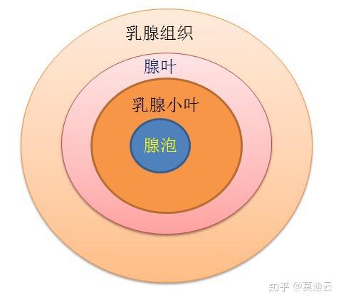乳腺组织结构就像葡萄一样,非常形象.1.最小单位:腺泡!