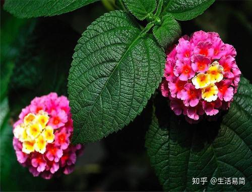 家里种上它夏天可以驱散蚊子还能用来泡脚养生