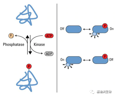 磷酸化蛋白质组学——研究方法 知乎 