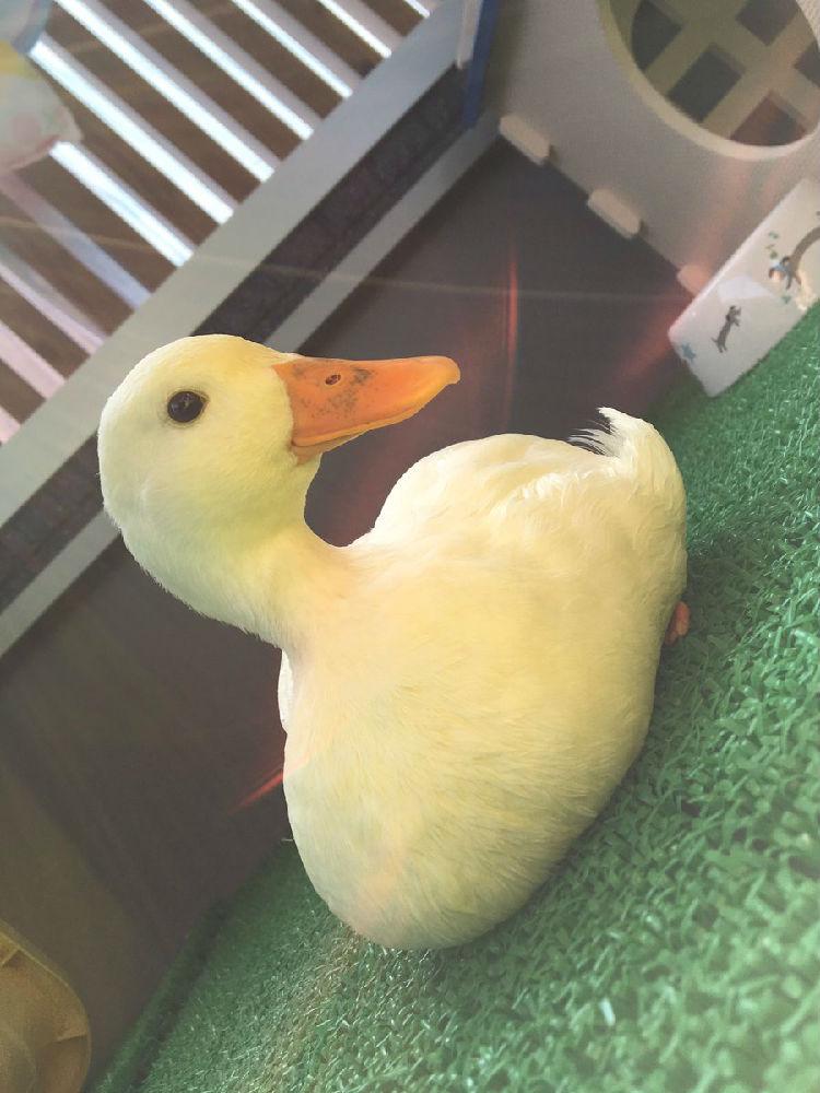 日本一只会卖萌会撒娇的大胸鸭子太治愈啦